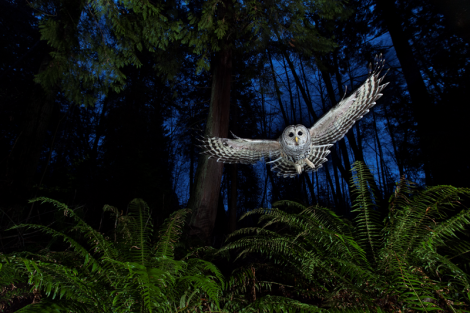 'The flight path' © Connor Stefanison/ Wildlife Photographer of the Year 
