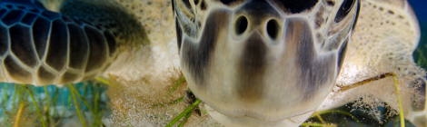 © Luis Javier Sandoval/ Wildlife Photographer of the Year